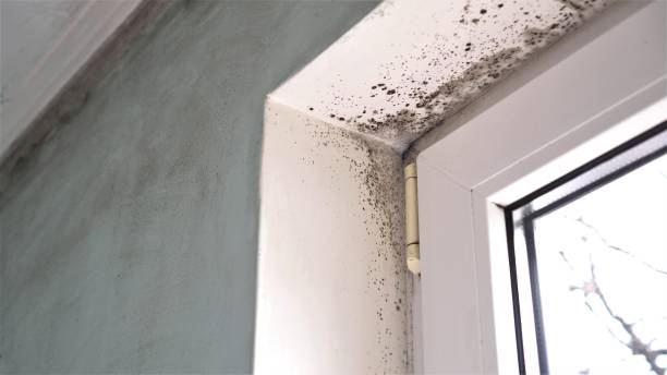 Best Bathroom Mold Remediation in Port Barre, LA
