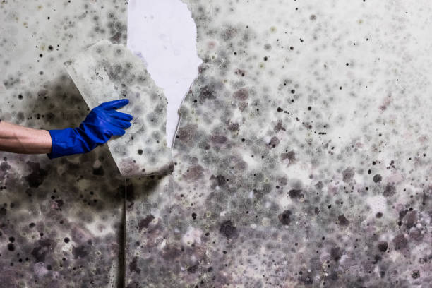 Best Black Mold Remediation in Port Barre, LA